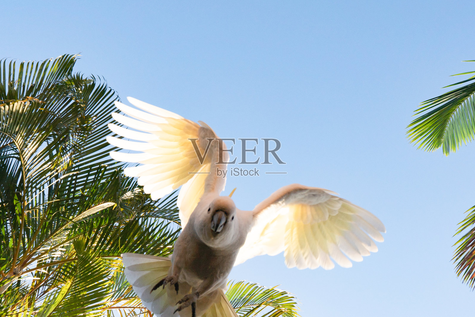 澳大利亚昆士兰州日出时分的凤头鹦鹉照片摄影图片