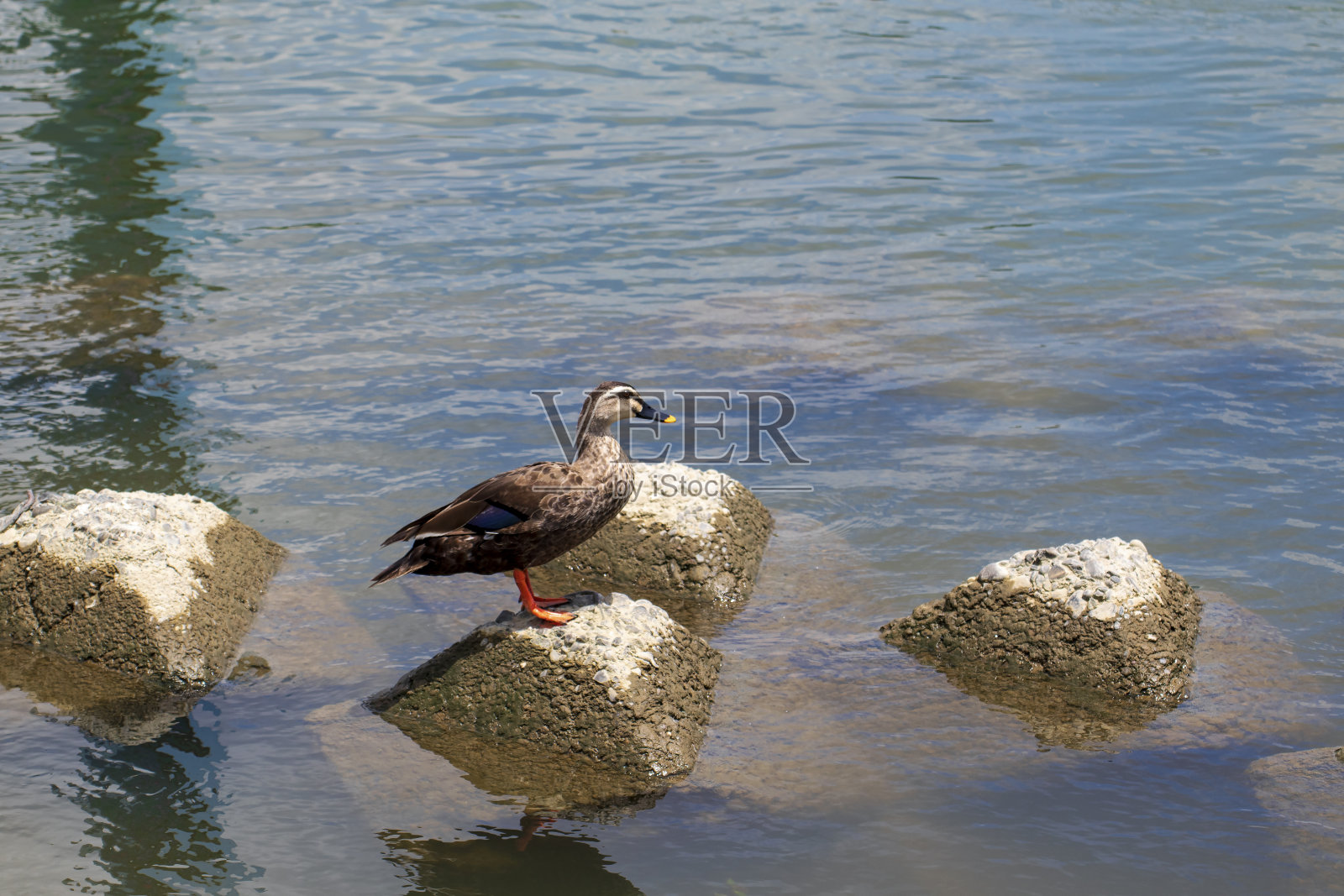 水边晒干了翅膀的鸭子照片摄影图片