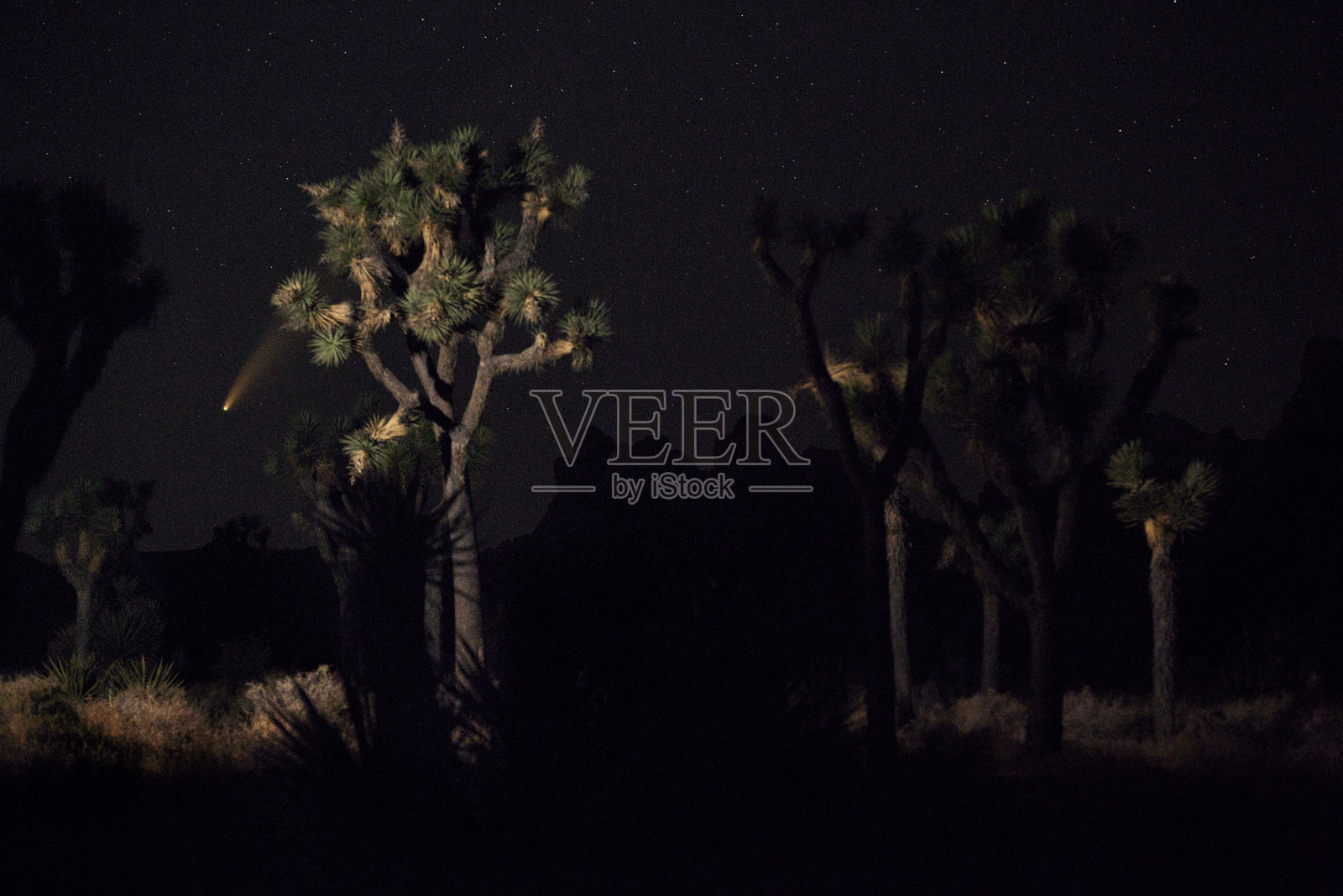 彗星NEOWISE在约书亚树国家公园照片摄影图片