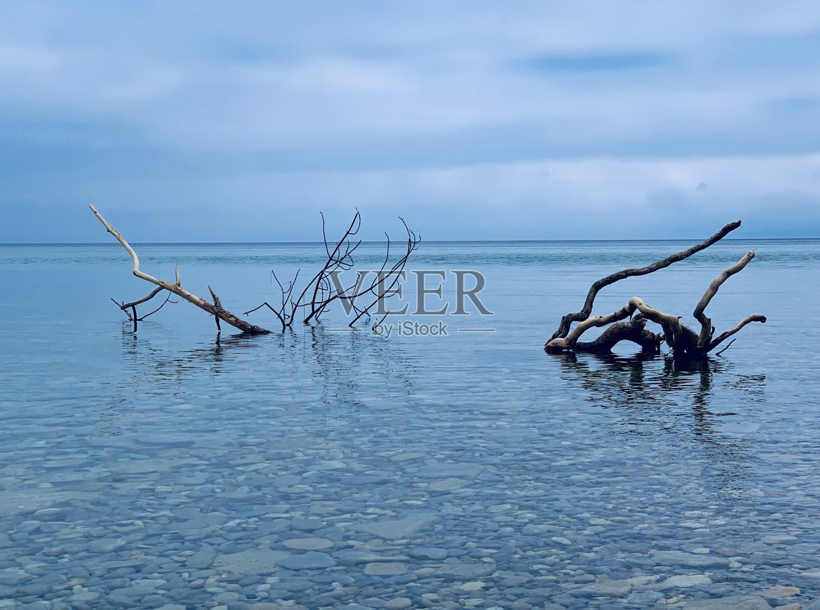 休伦湖清澈的湖水，老树干和海鸥:风景摄影照片摄影图片