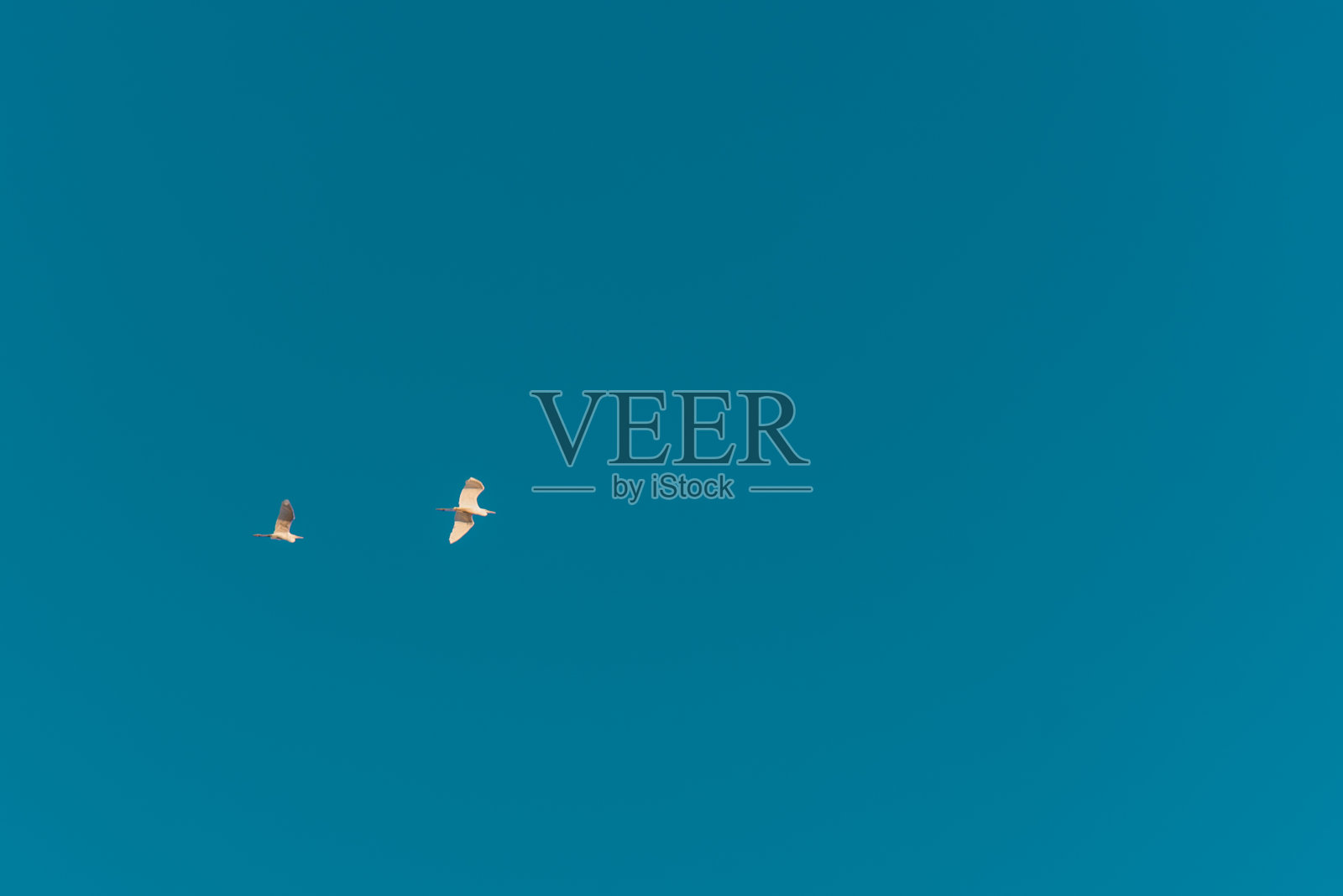 蓝天中飞翔的小鸟照片摄影图片