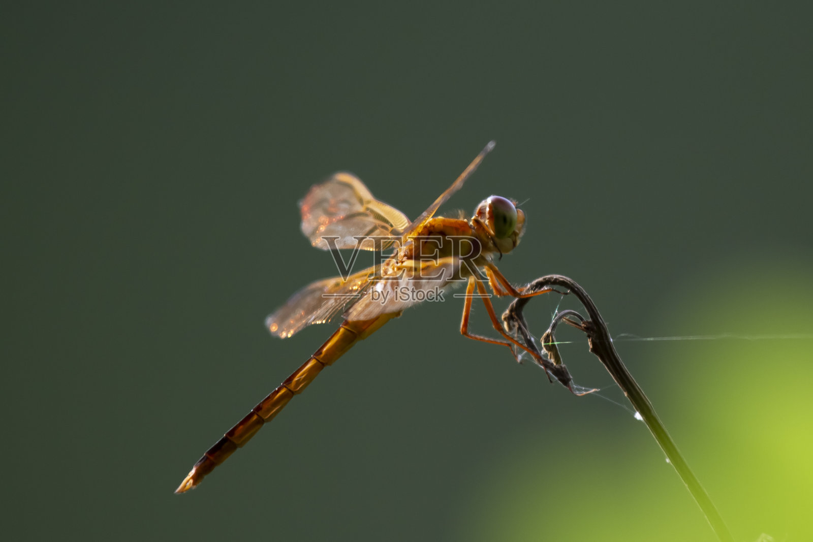 金翅撇脂鱼(Libellula auripennis)照片摄影图片