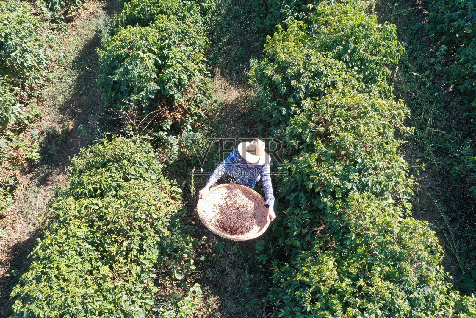在咖啡地里干活照片摄影图片