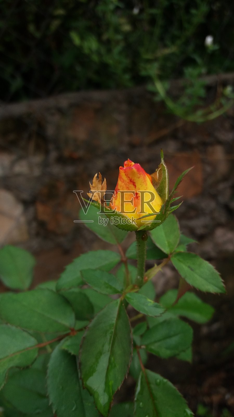 玫瑰照片摄影图片