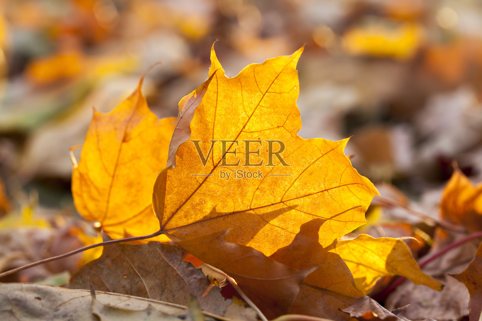 秋叶照片摄影图片