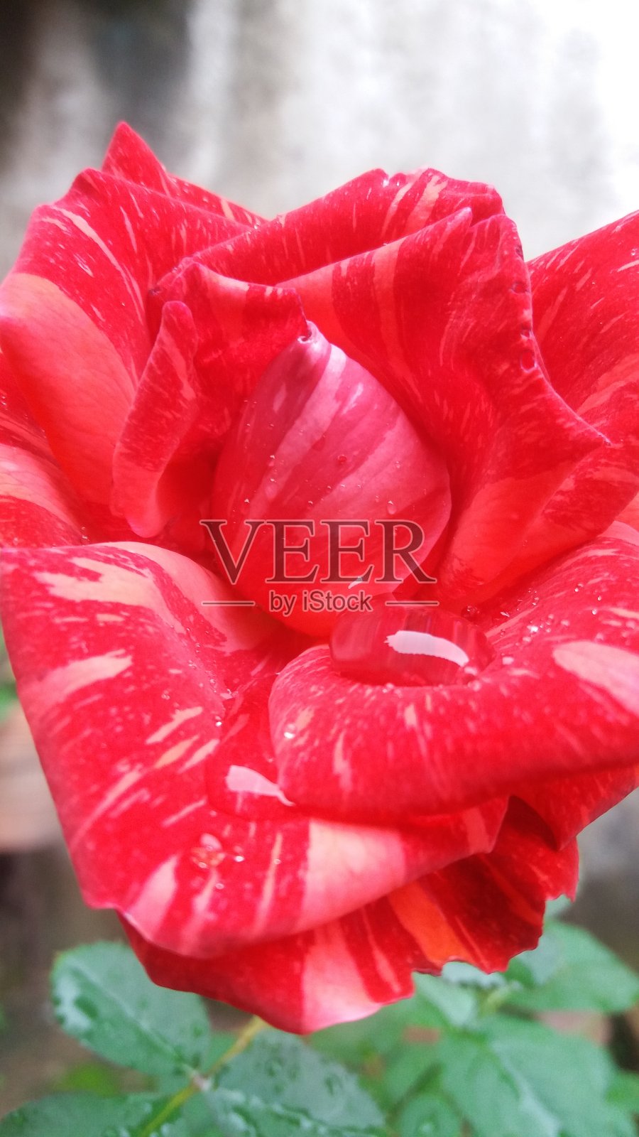 玫瑰照片摄影图片