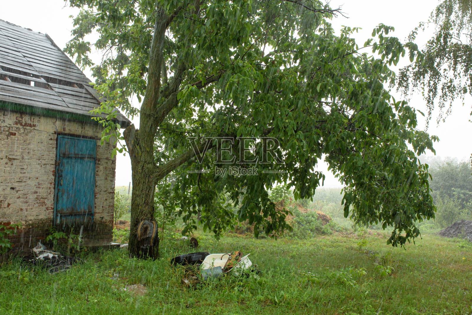 在一个遥远的村庄，一间废弃的老房子附近下着大雨。绿色的大自然照片摄影图片
