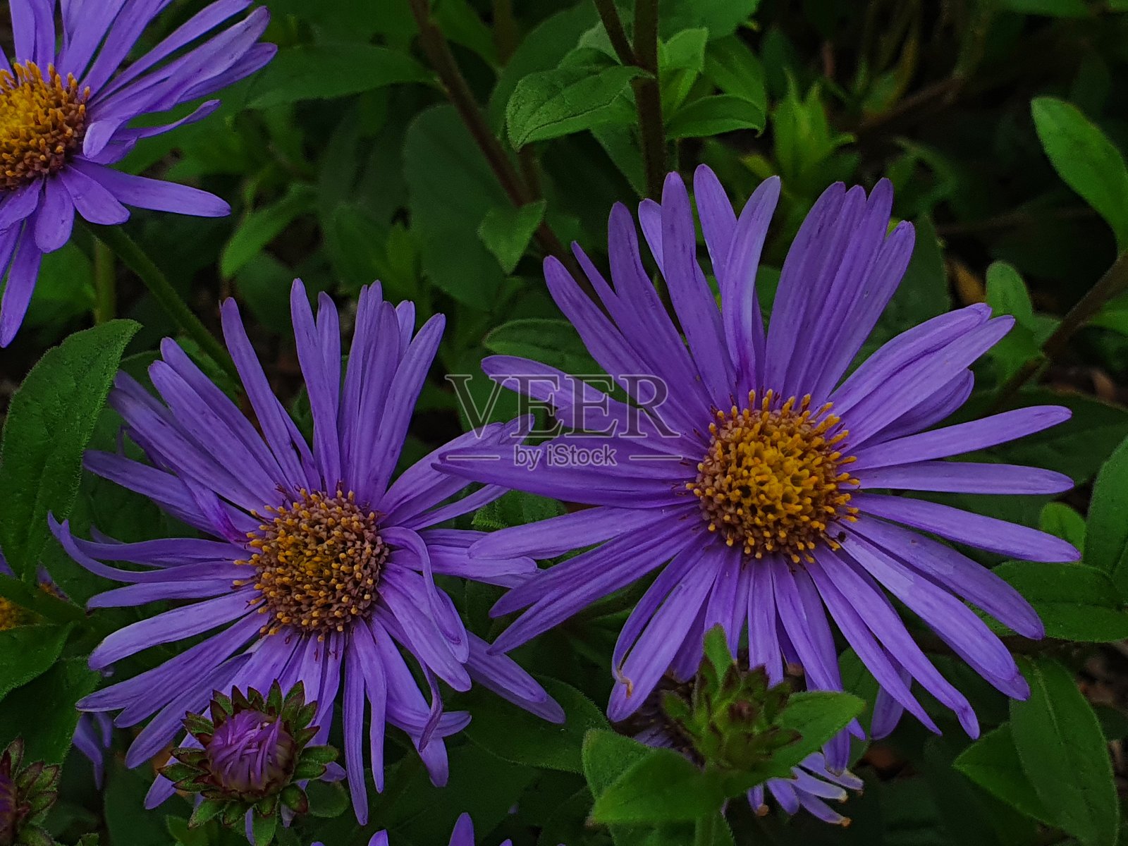 紫色的梦照片摄影图片