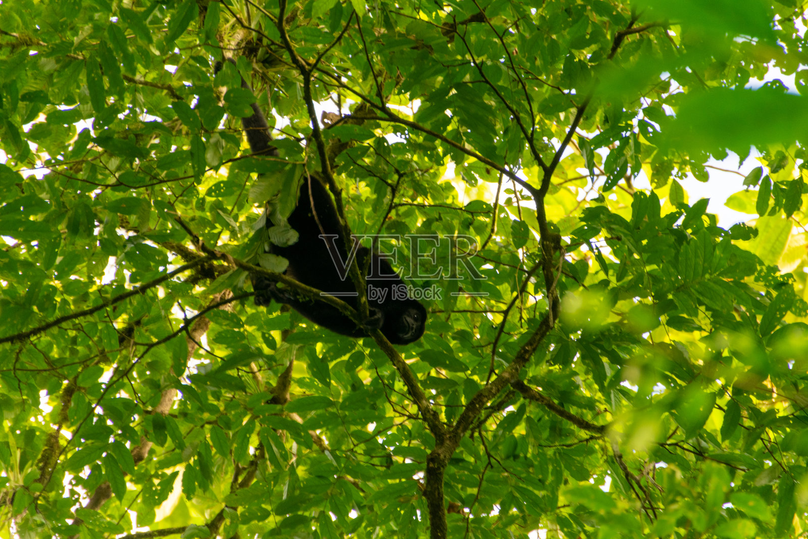 哥斯达黎加的蜘蛛猴照片摄影图片