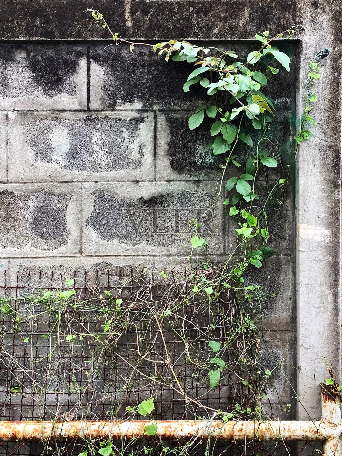 墙上的藤蔓照片摄影图片