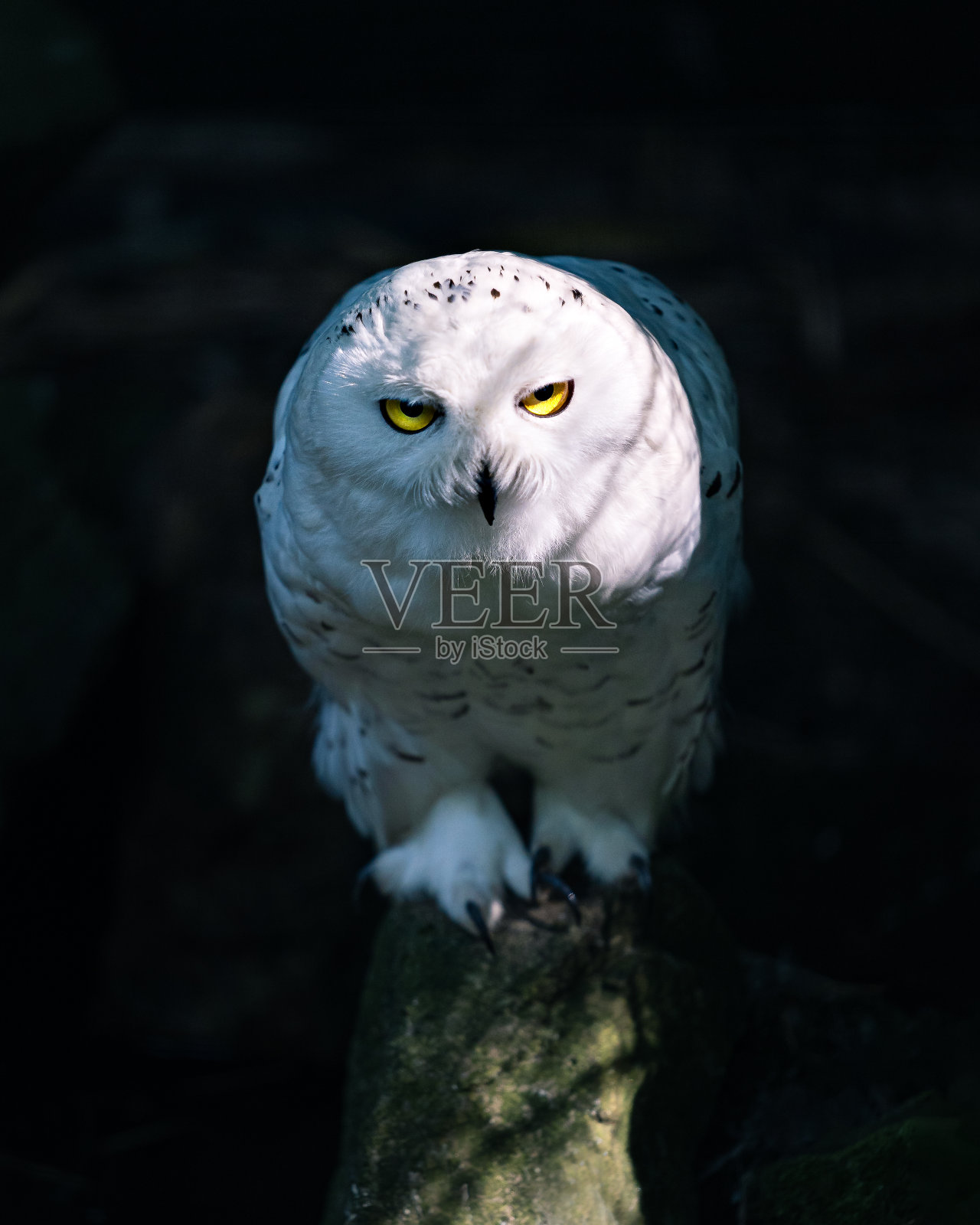 雪鸮照片摄影图片