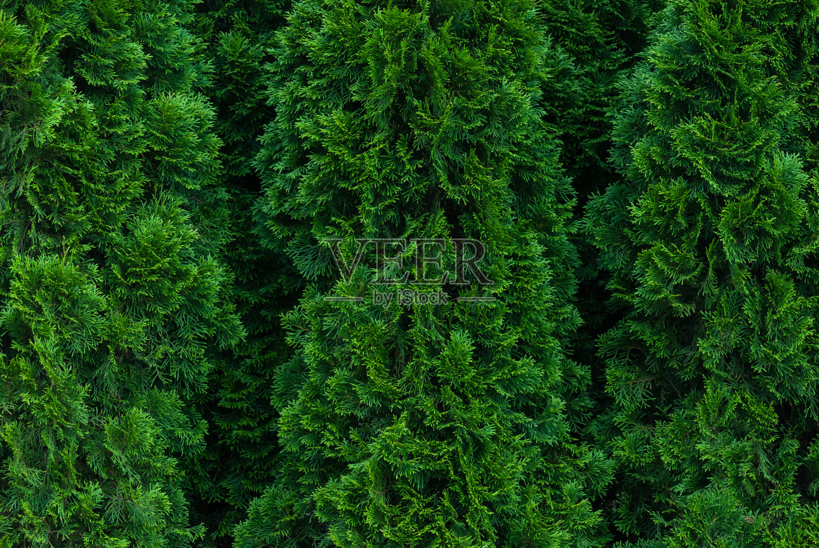 杜嘉绿篱纹理背景照片摄影图片