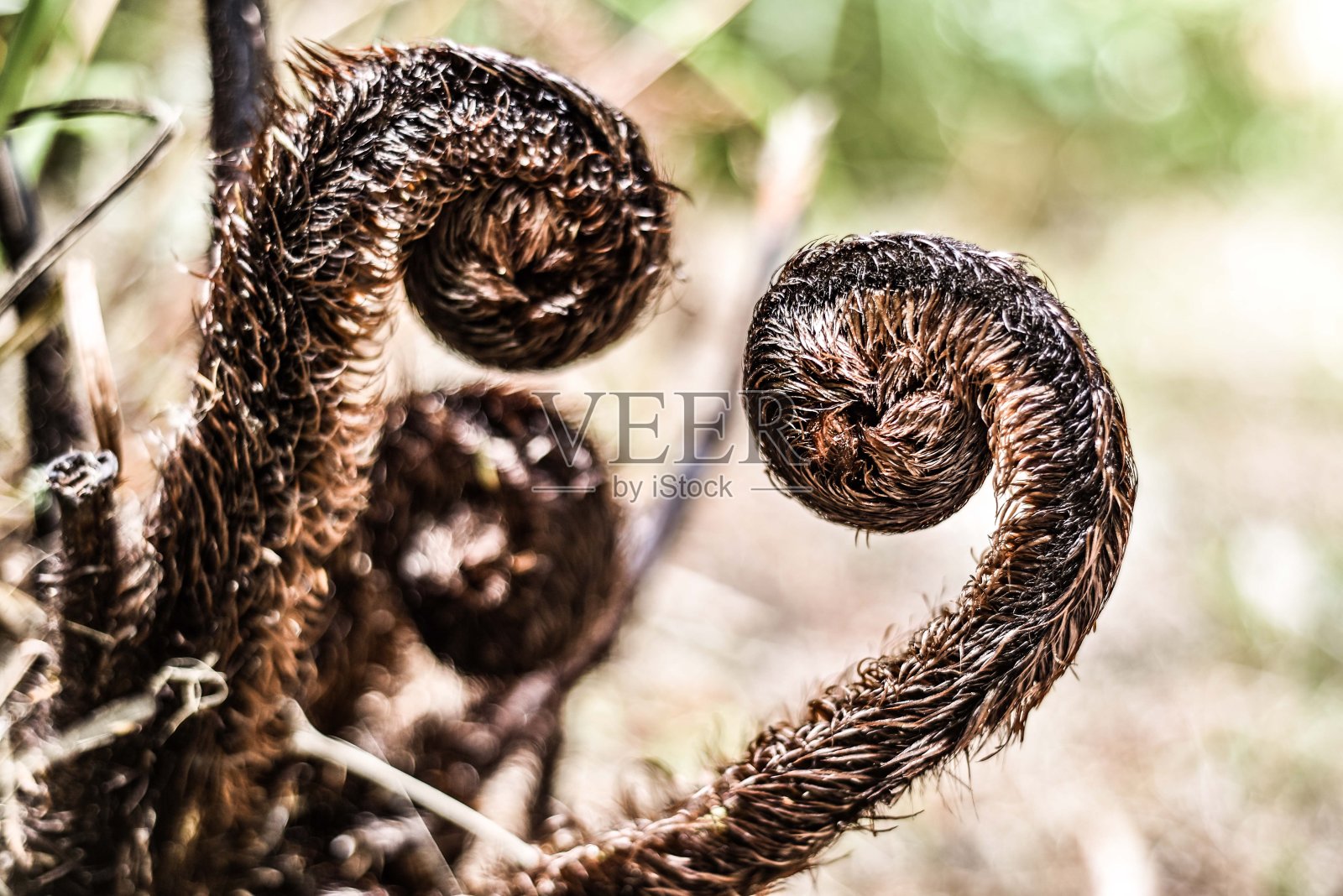 新西兰植被照片摄影图片