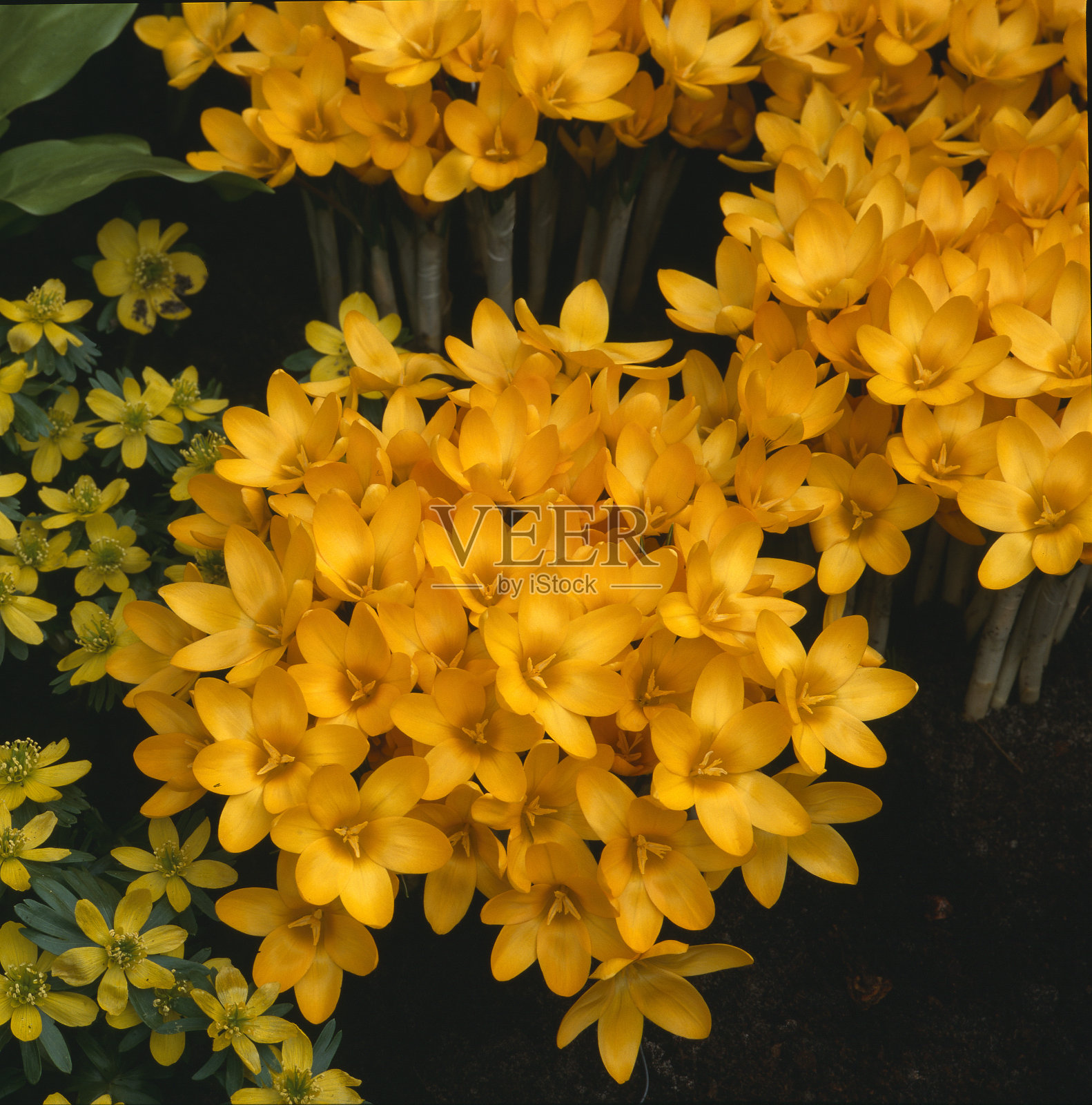 春季番红花照片摄影图片