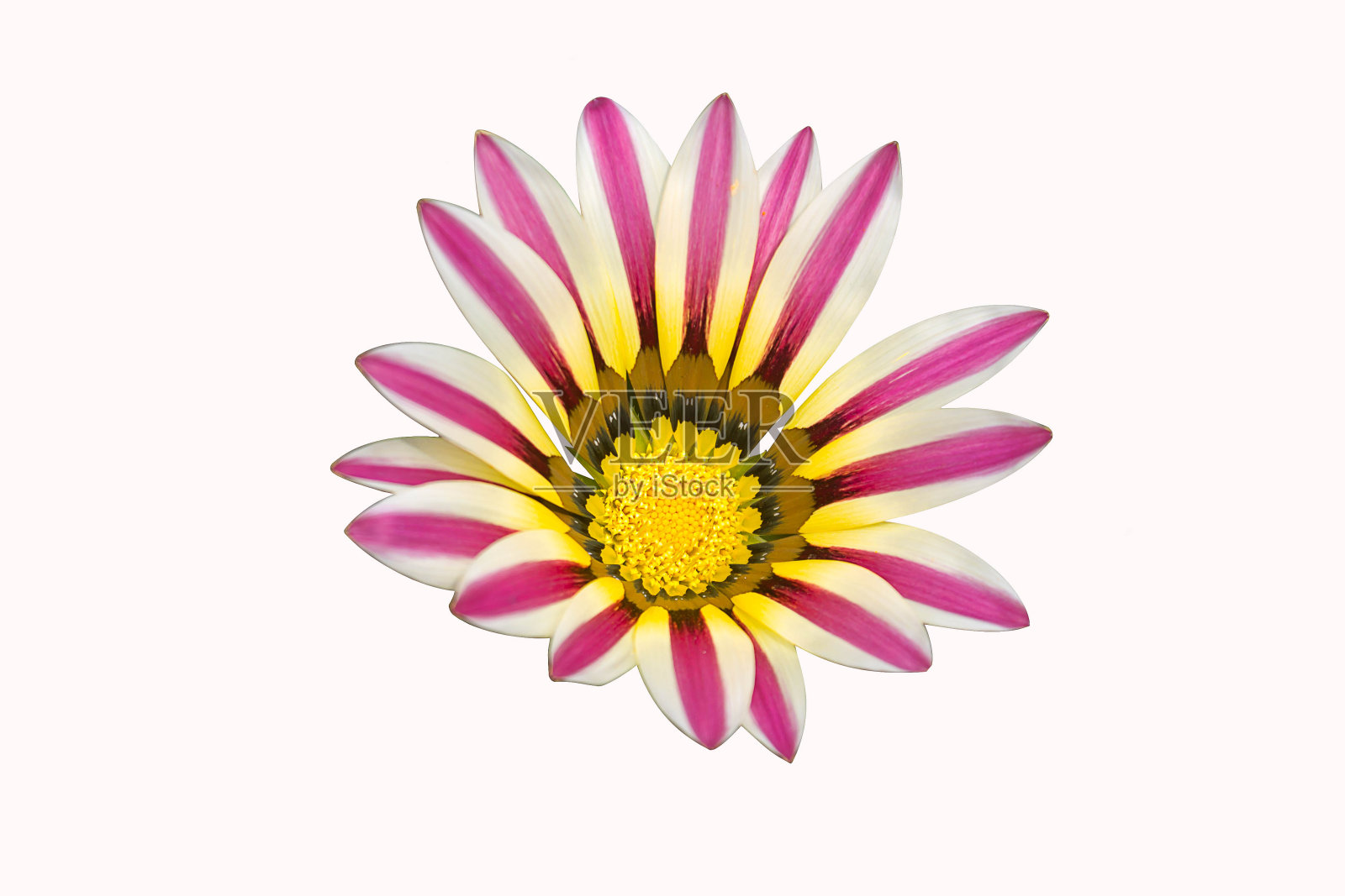 紫色的加扎尼亚花在白色的背景照片摄影图片