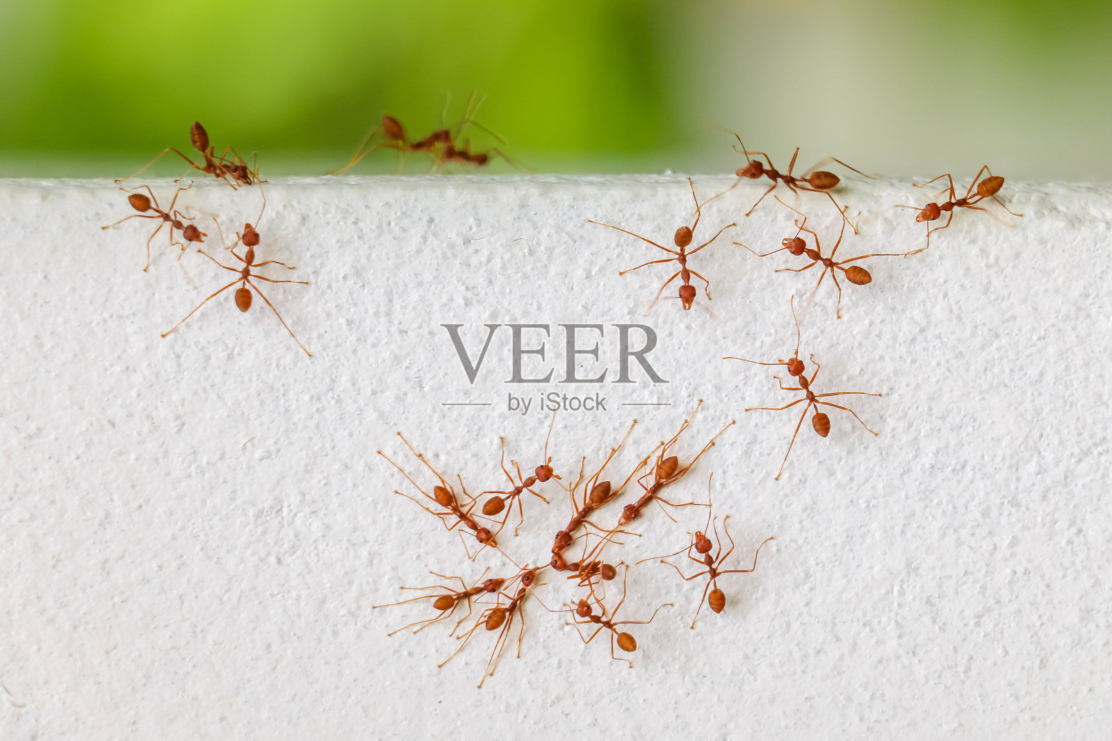 棕色蚂蚁孤立在白色蚂蚁上。红蚂蚁团队在野外的树叶上捕食昆虫照片摄影图片