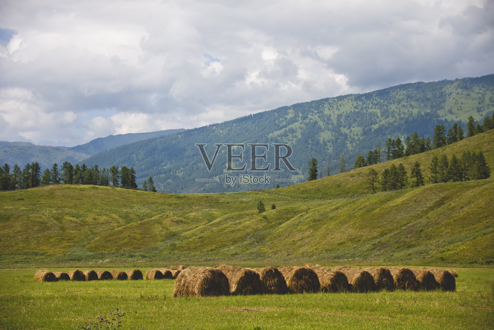 草地上的稻草卷。阿尔泰山脉照片摄影图片