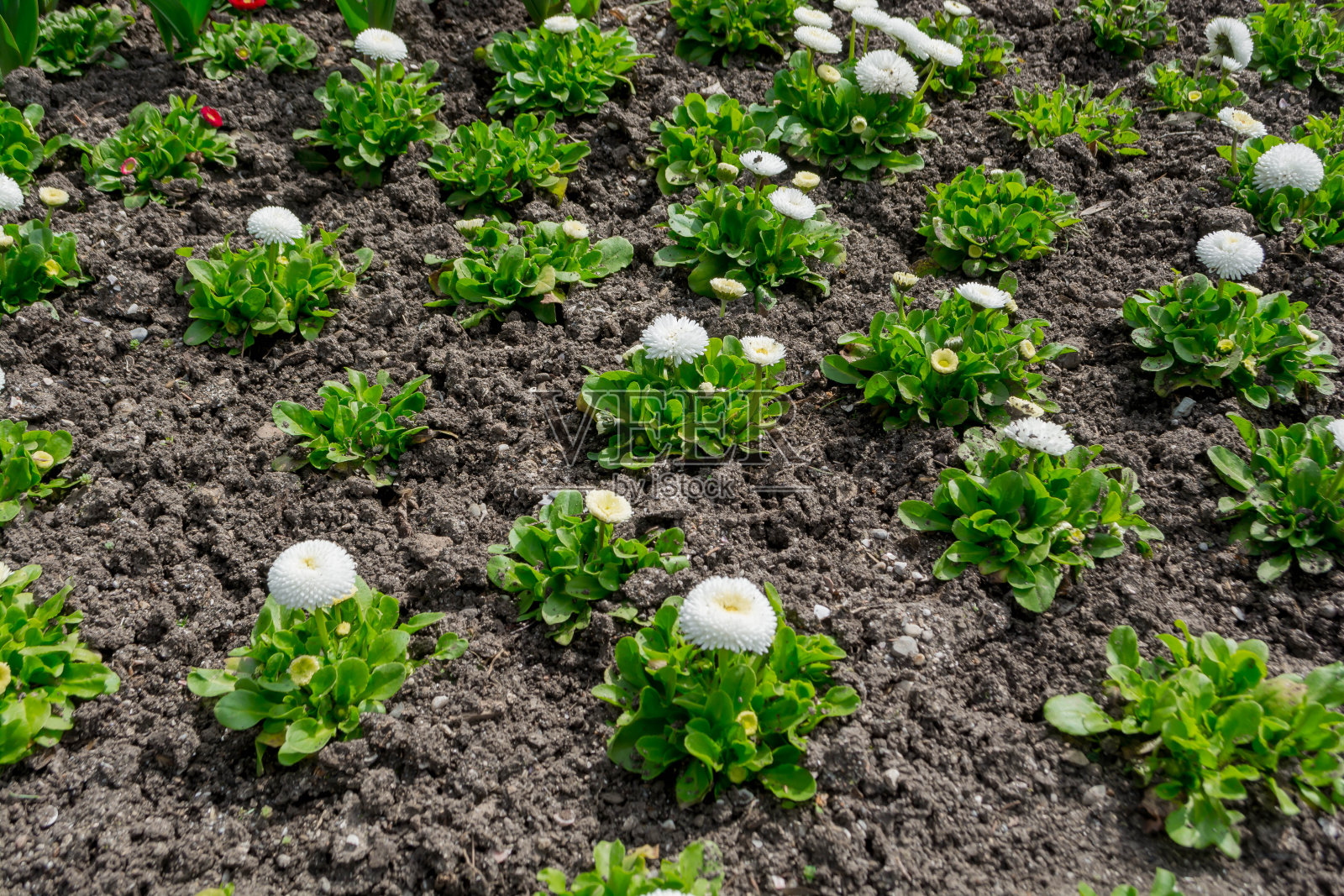 美丽的花朵照片摄影图片