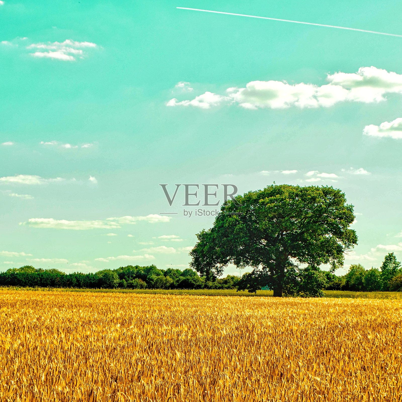 玉米和树照片摄影图片