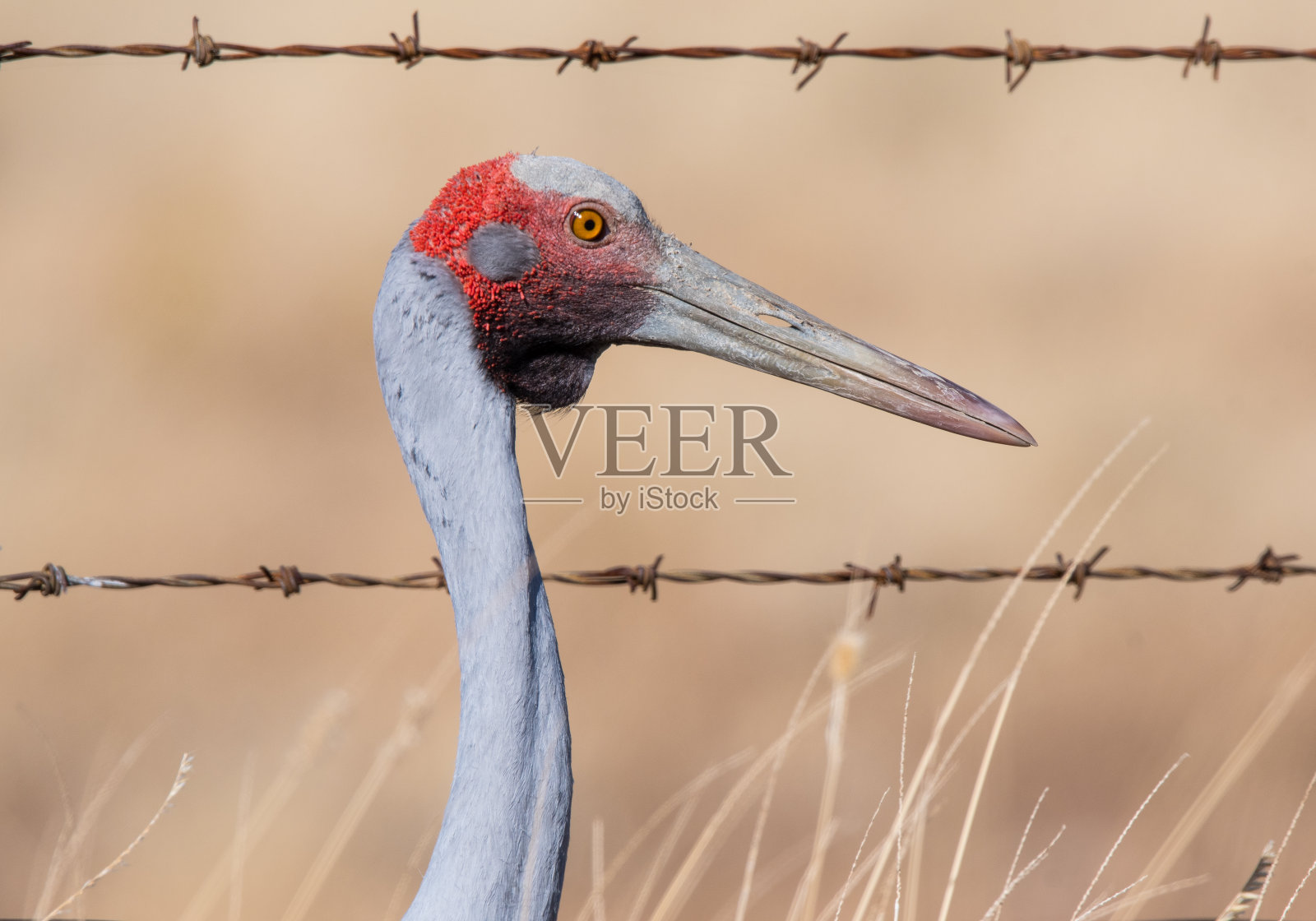 野生动物远中西部QLD照片摄影图片