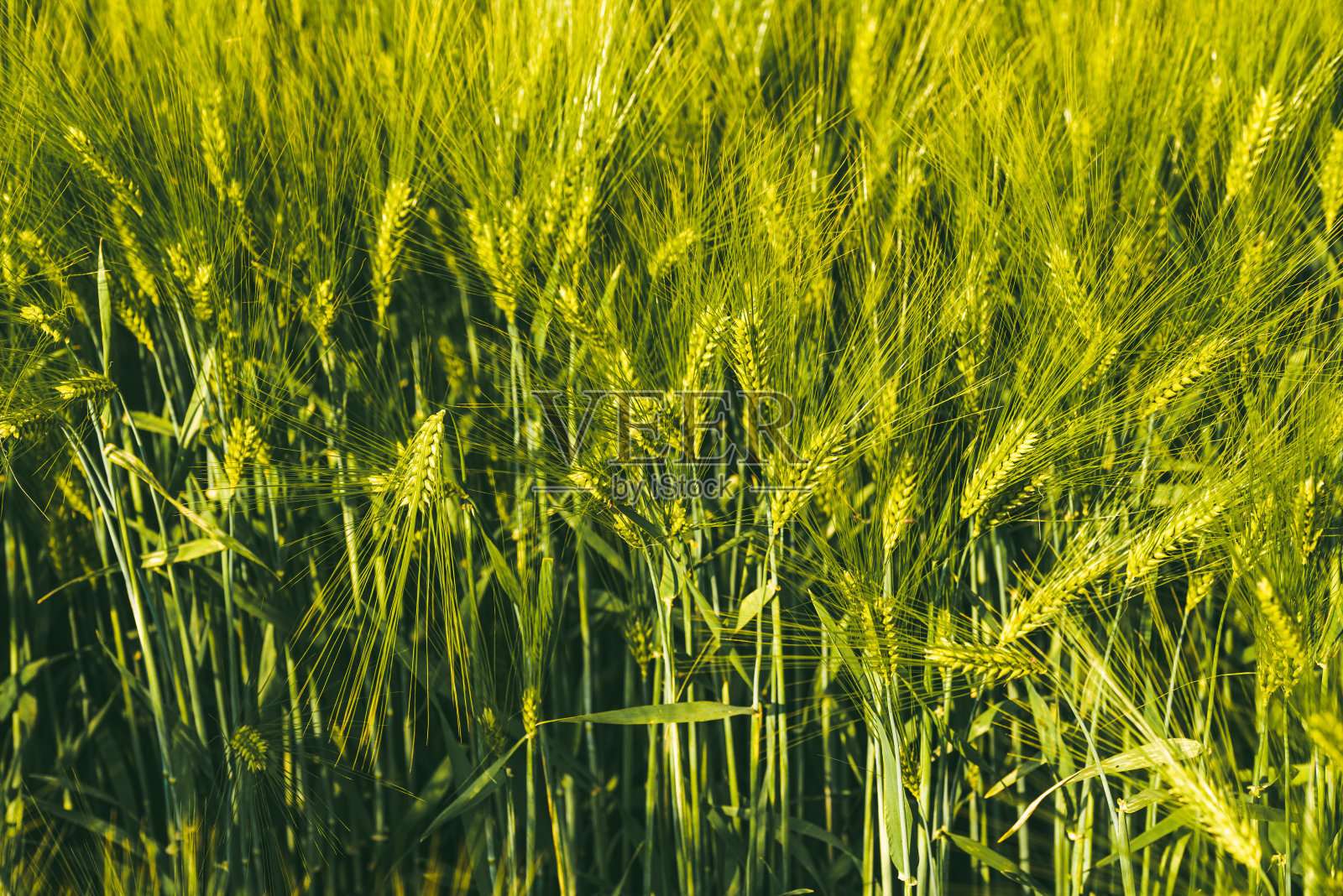 春天田里的绿小麦。选择性聚焦，浅自由度背景。照片摄影图片