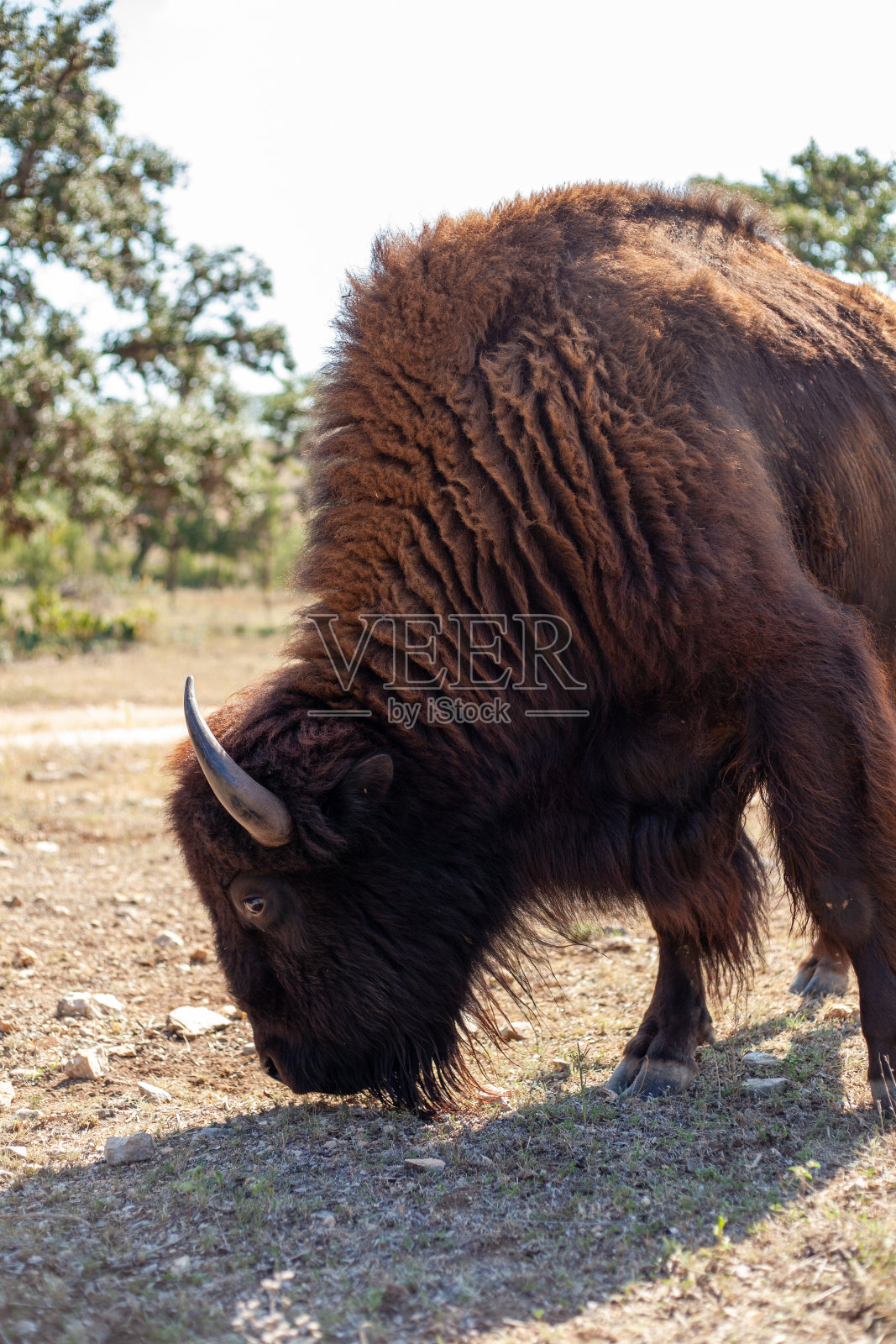田野里的野牛照片摄影图片