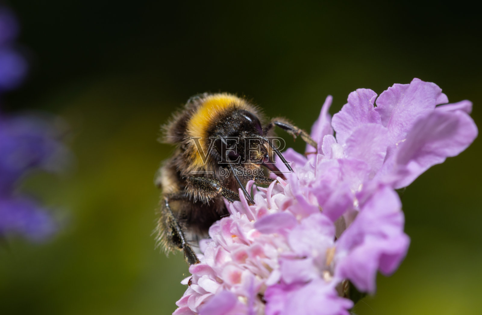 大黄蜂在美丽的花朵上采集花蜜照片摄影图片