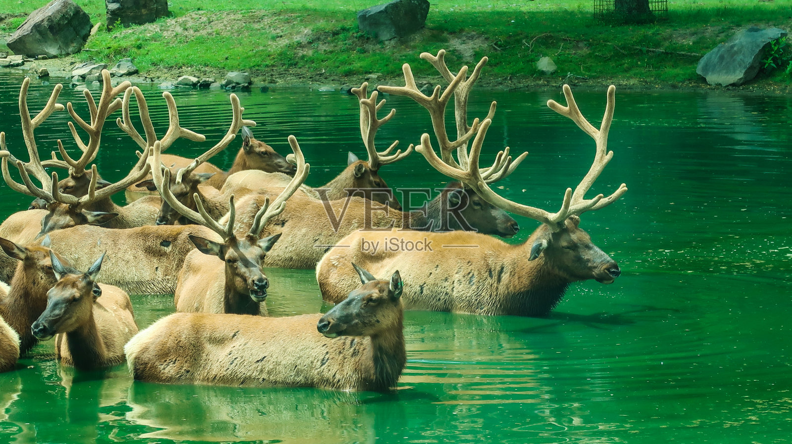 一群鹿照片摄影图片