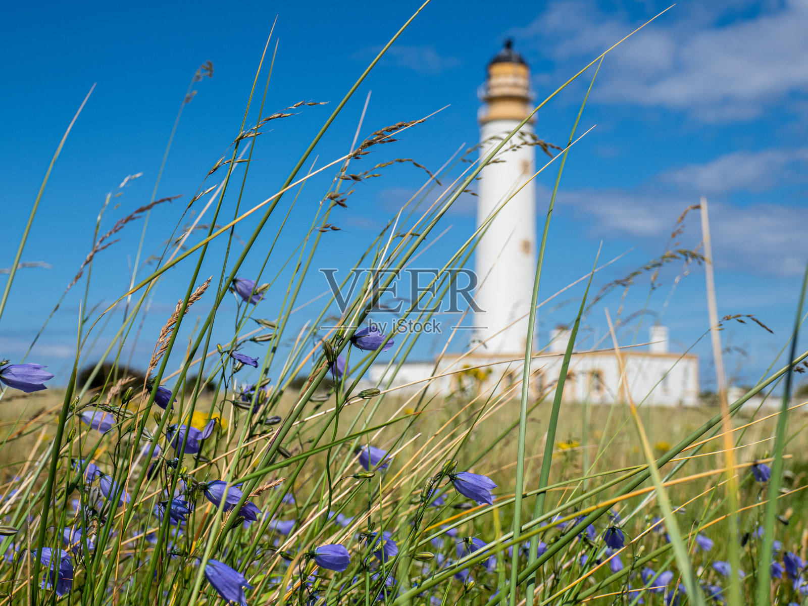 透过野花看到巴恩斯尼斯灯塔照片摄影图片
