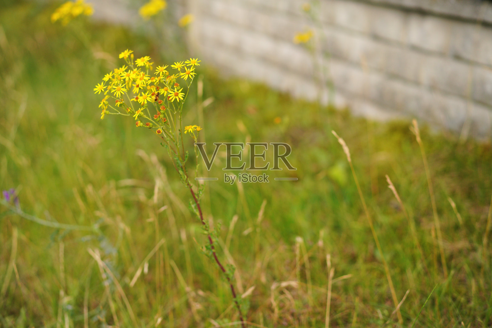 黄色的花在田野里照片摄影图片