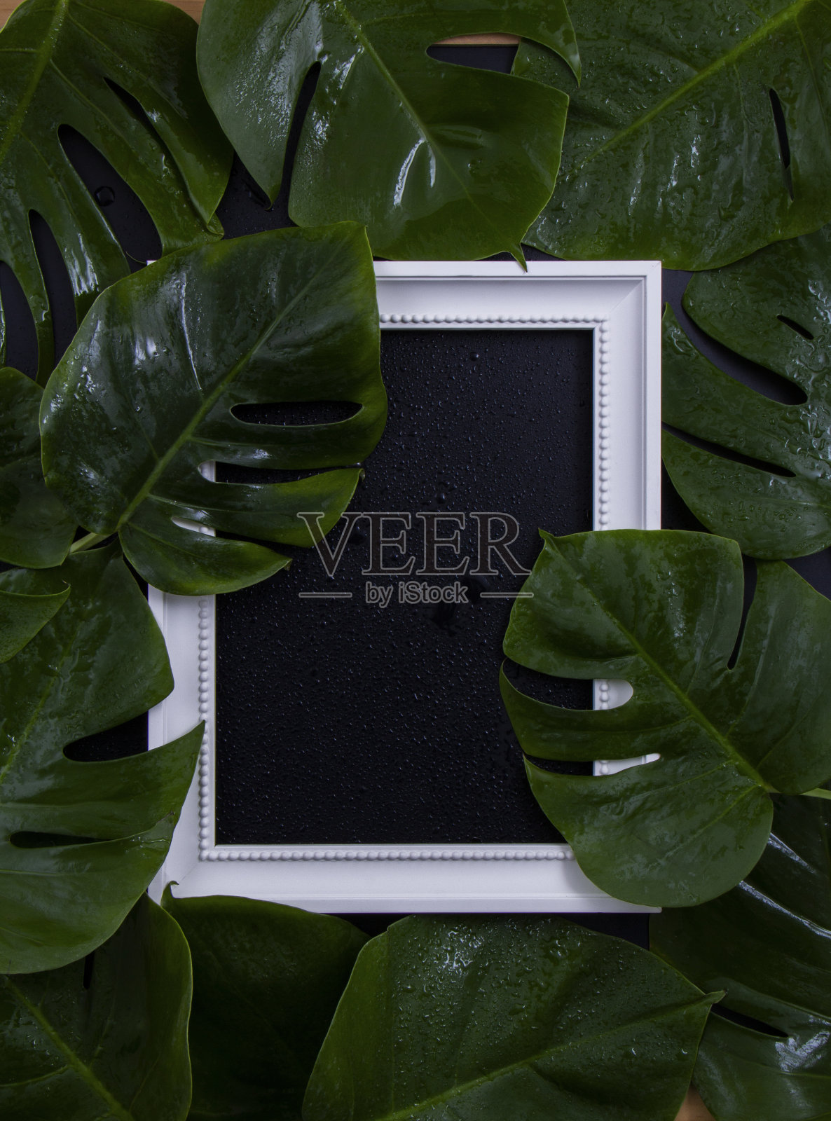 绿叶中的白色相框照片摄影图片