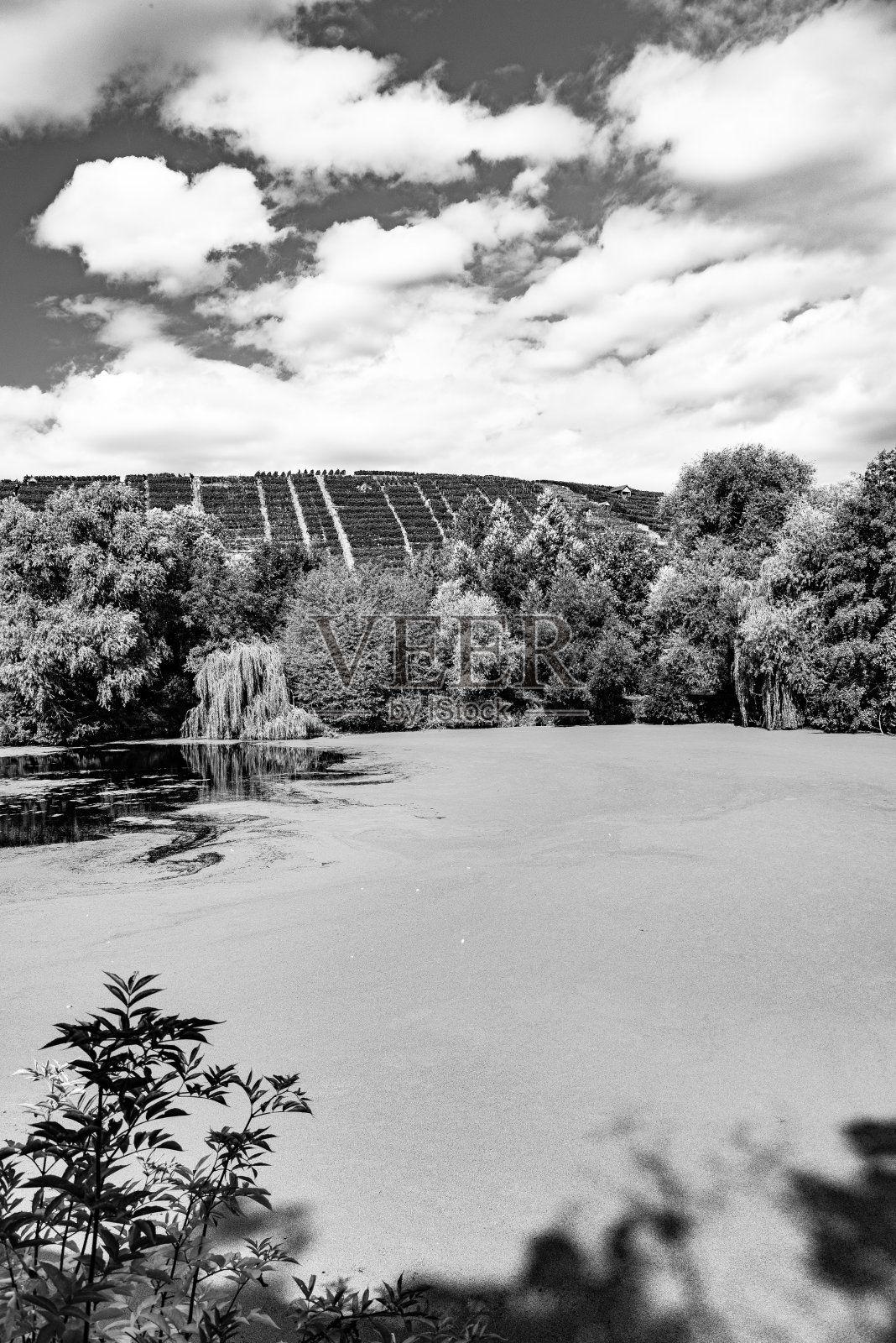 风景在黑色和白色与小湖和树木在岸边与葡萄园的背景照片摄影图片