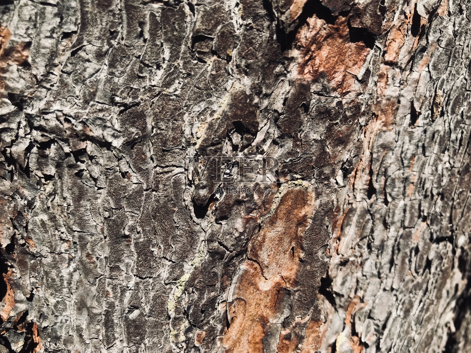 自然模式的美丽照片摄影图片