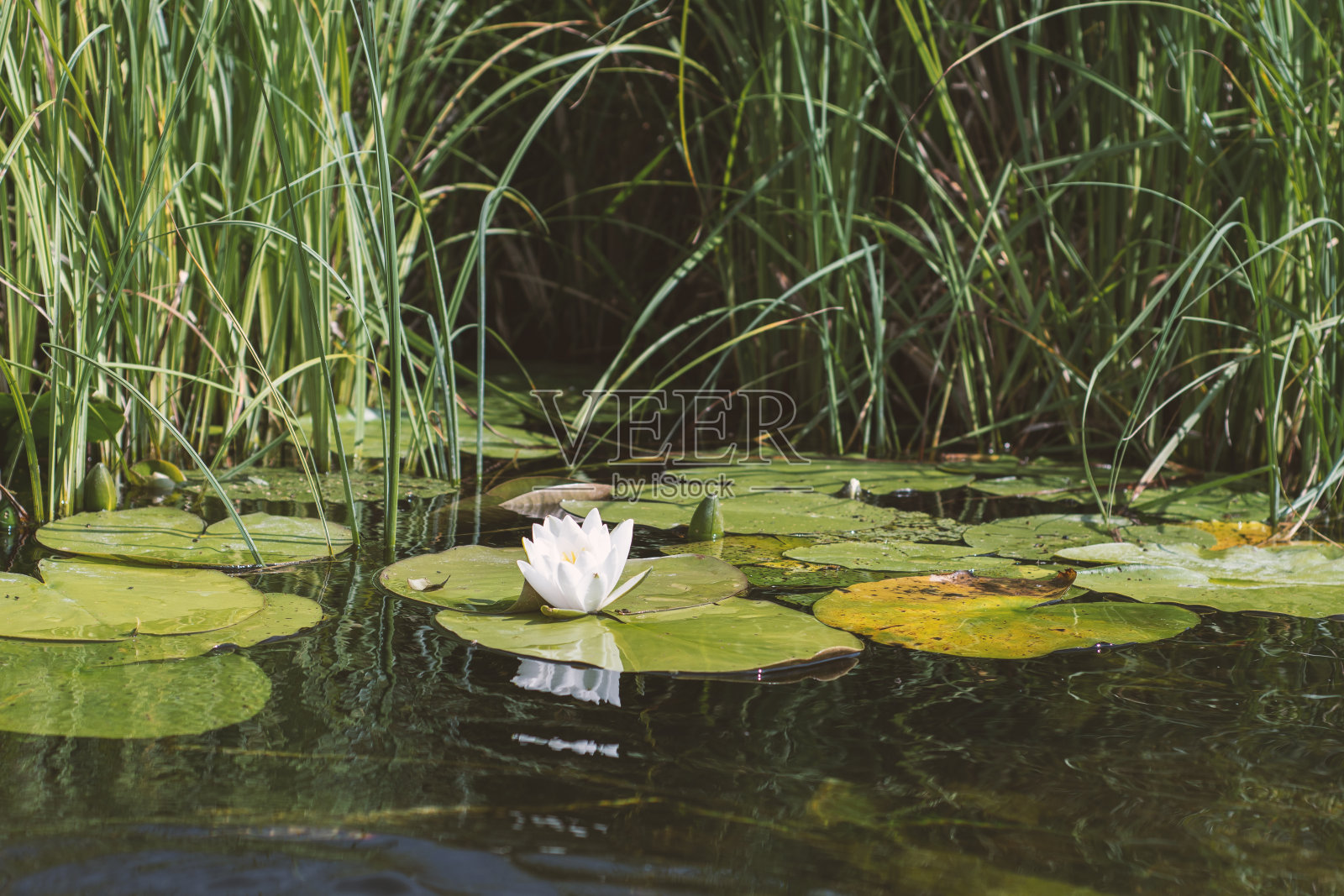 来自睡莲的白色花照片摄影图片