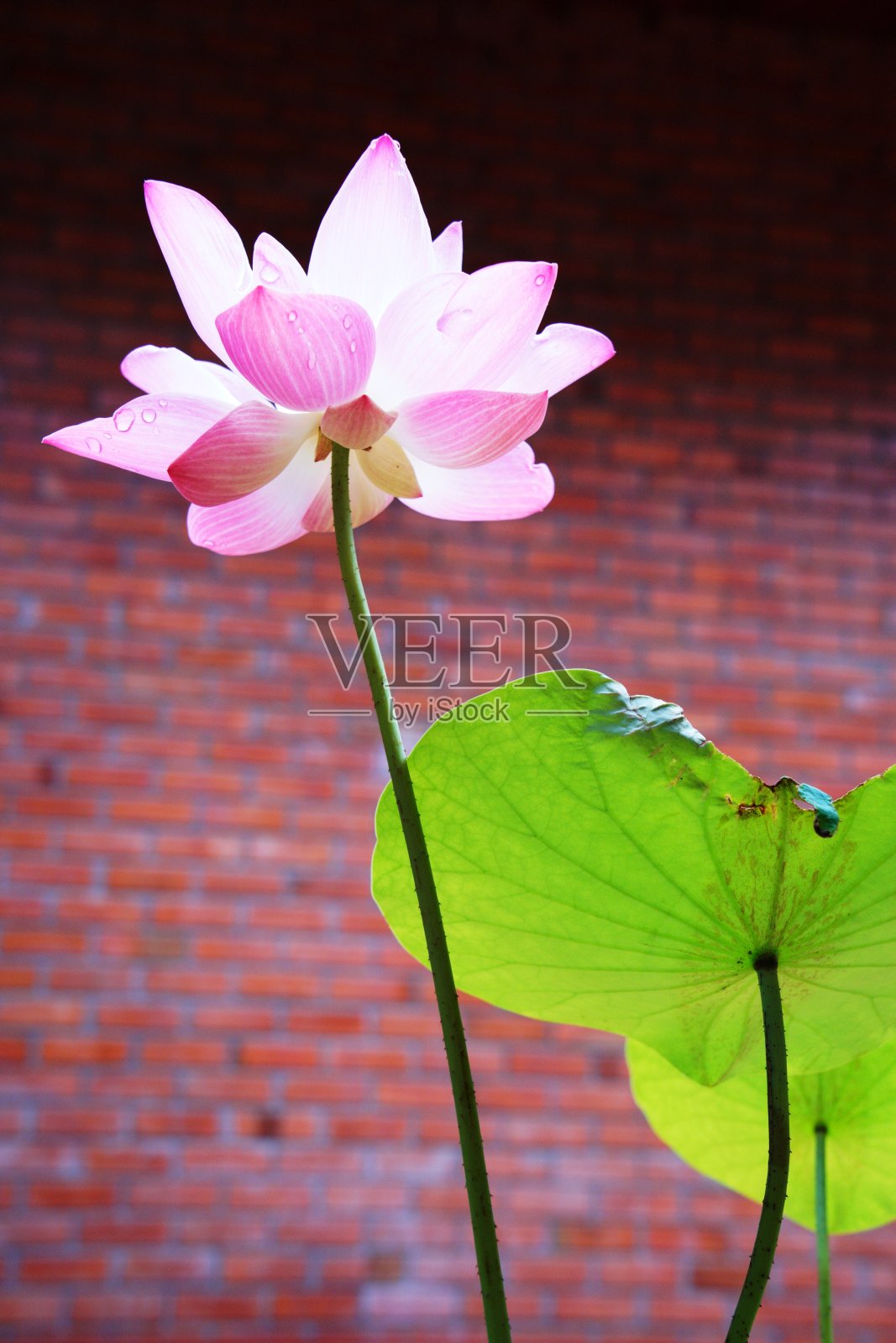 荷花花瓣上的水滴照片摄影图片