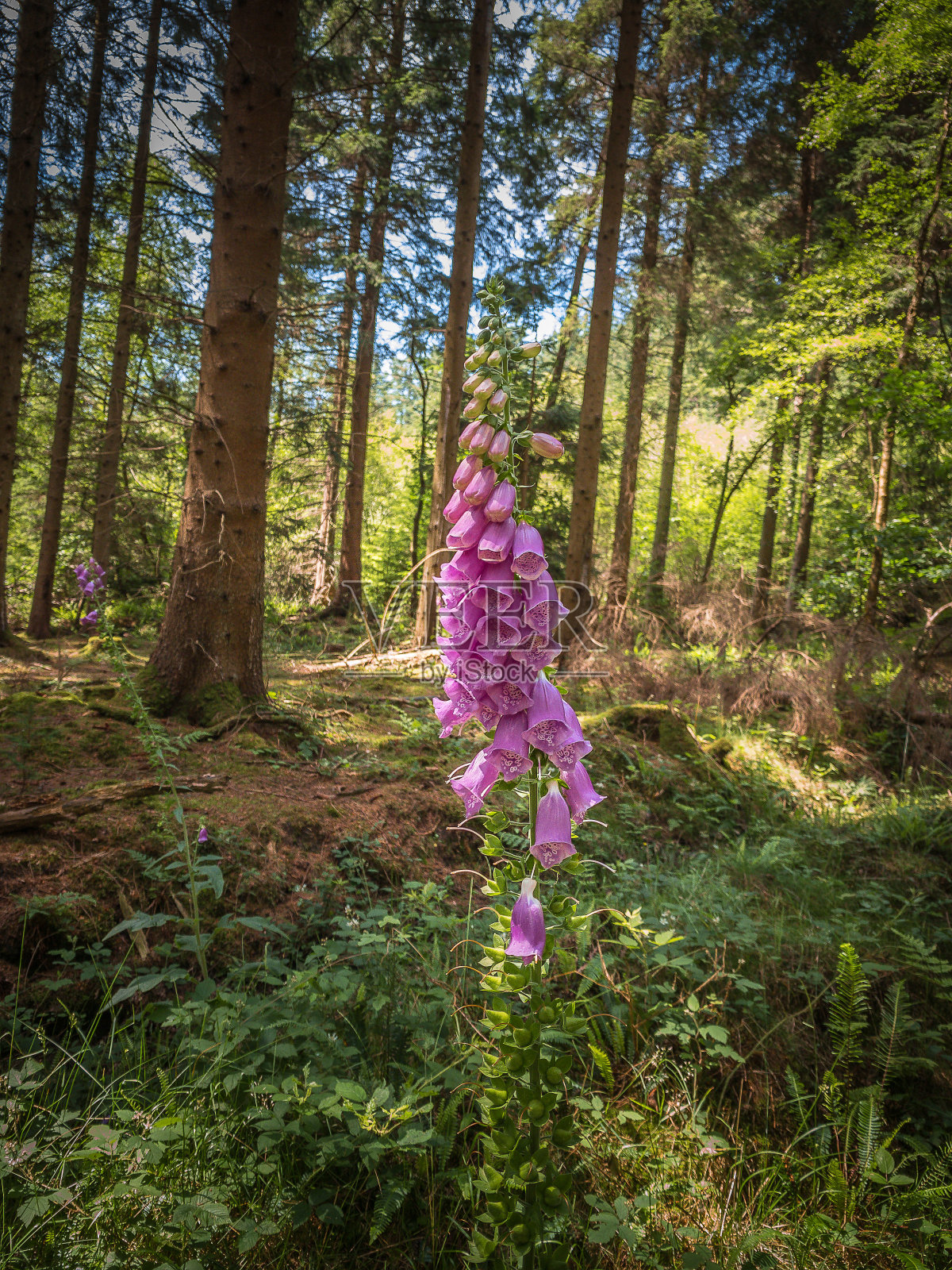 孤独的毛地黄照片摄影图片