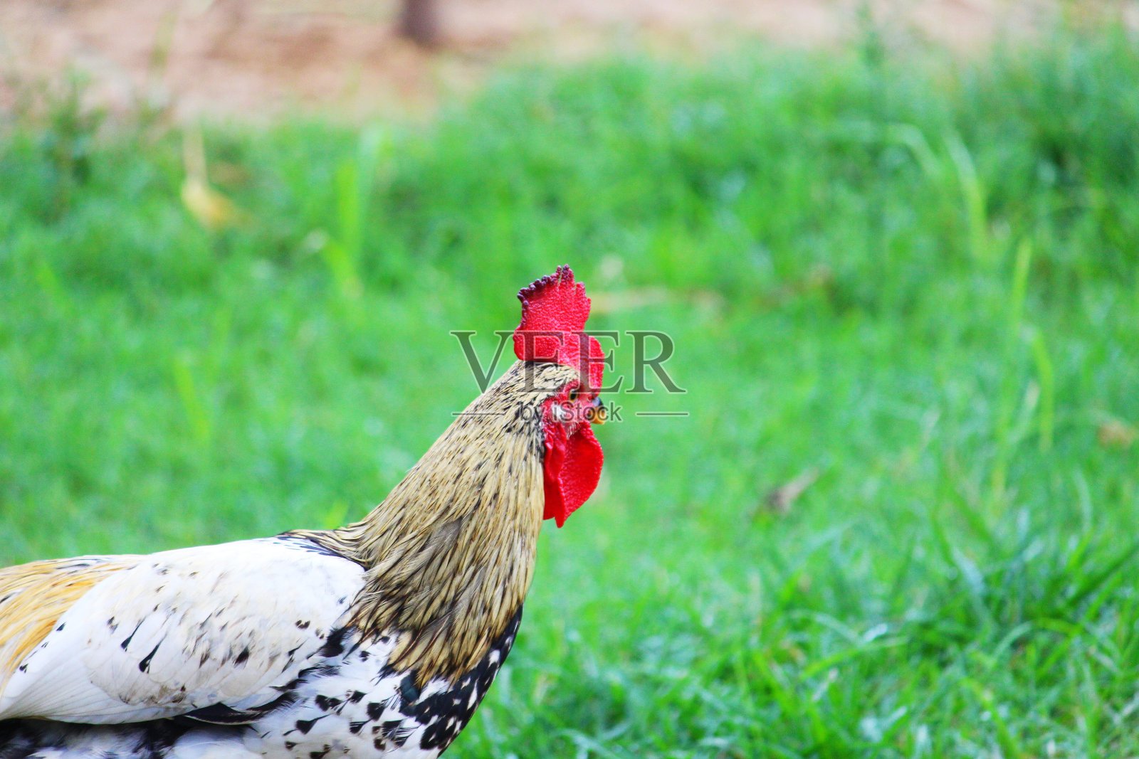 神奇的梳子照片摄影图片