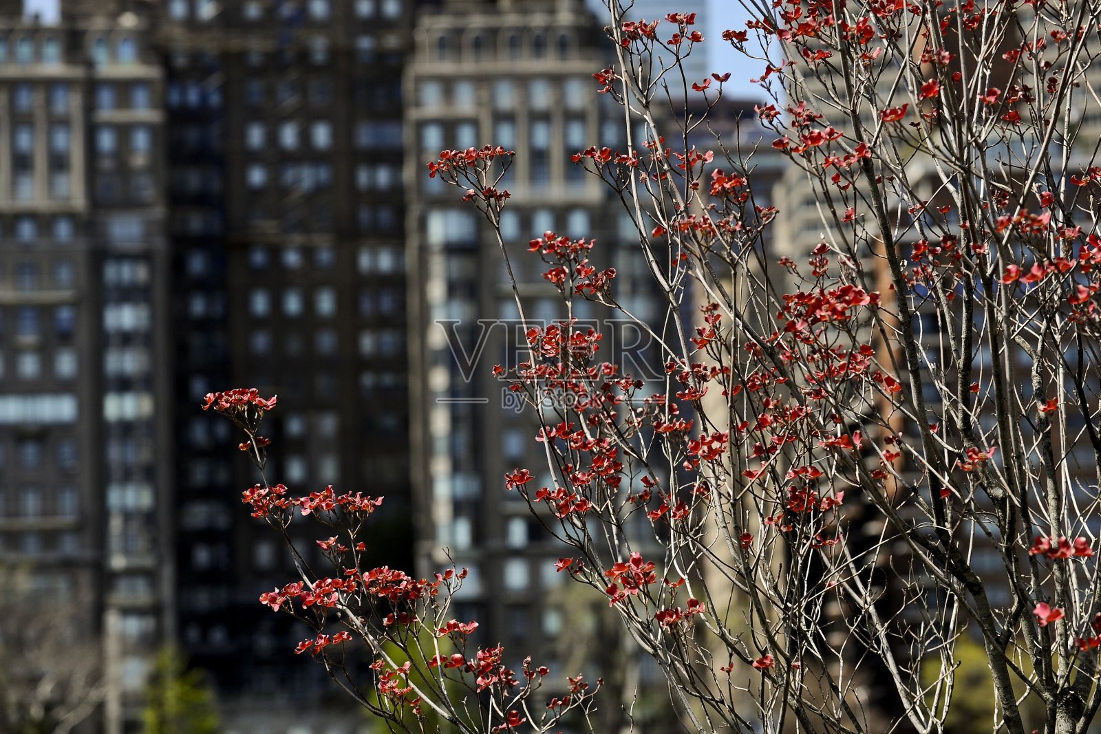 曼哈顿中城照片摄影图片