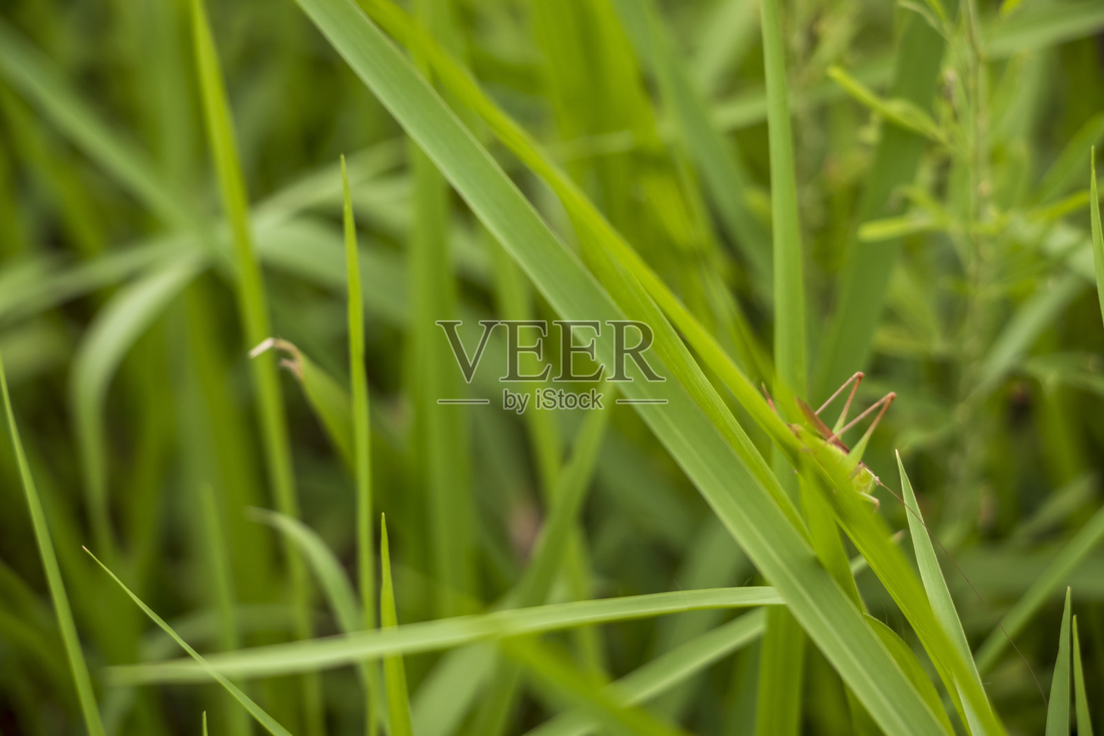 小蚱蜢潜伏在草丛中照片摄影图片