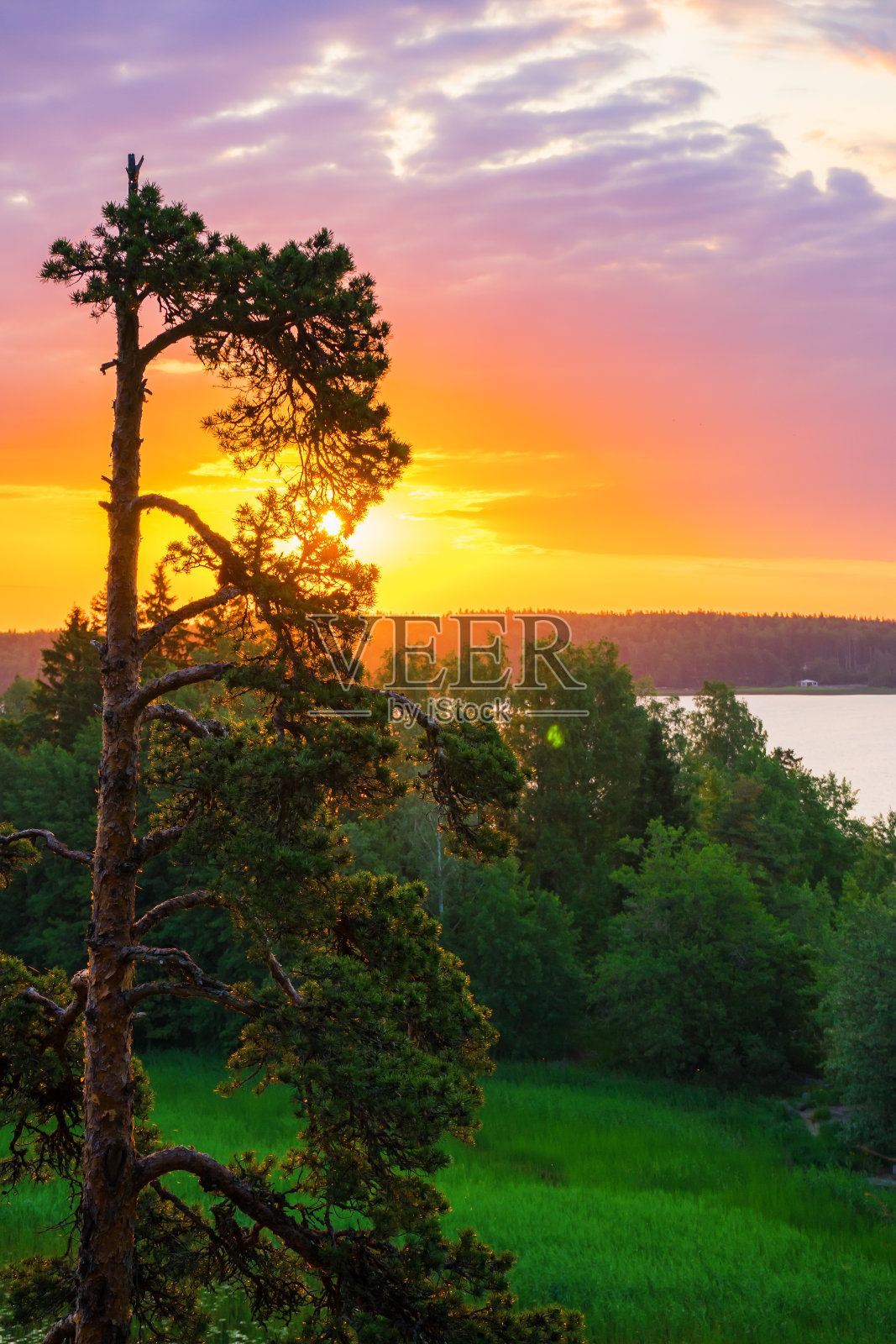 松树映衬着明亮的黎明天空照片摄影图片