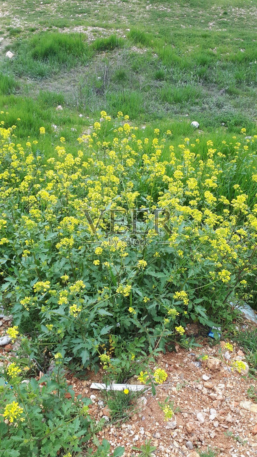 黄色的挑战照片摄影图片