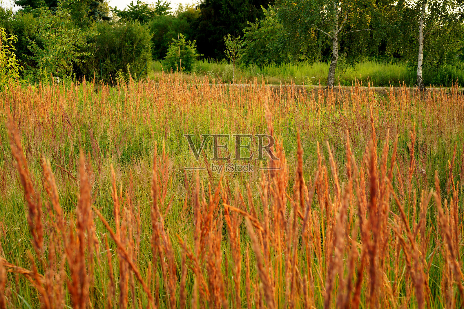 乡下长着草穗的草地照片摄影图片