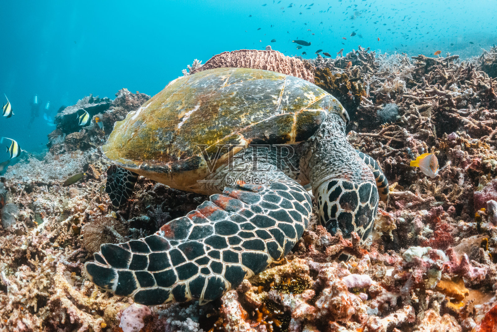 海龟在五彩缤纷的珊瑚礁中游泳照片摄影图片