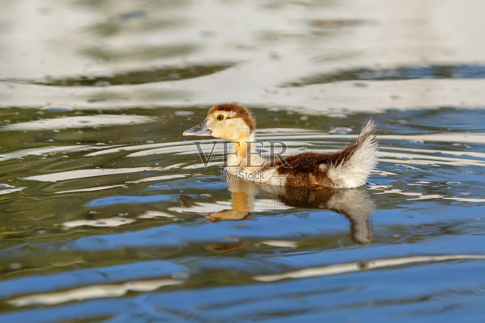 一只麝香鸭的小鸭子在池塘的绿色水面上照片摄影图片
