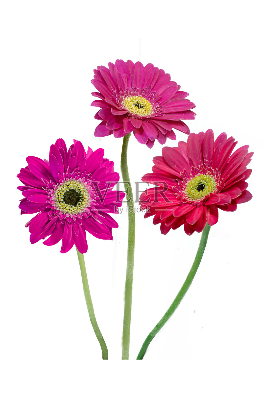 美丽的非洲菊花与复制空间孤立在白色的背景。照片摄影图片