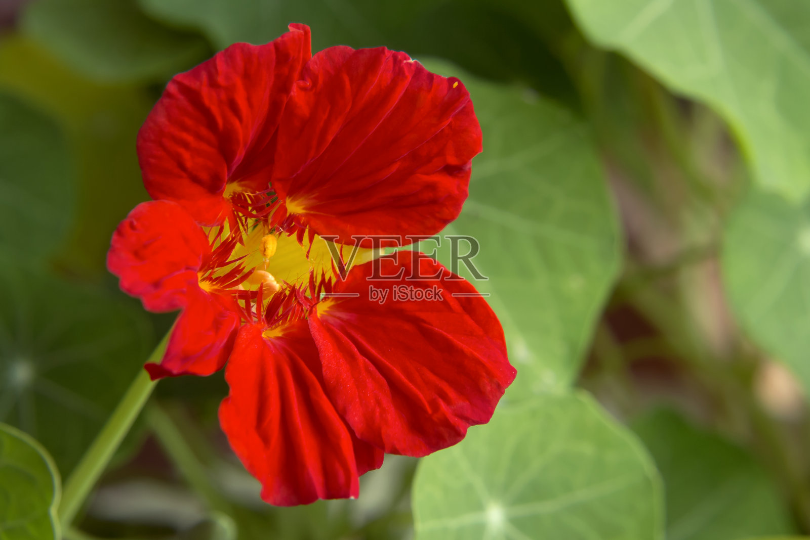 红色旱金莲花在一个花园的花坛上的特写照片摄影图片