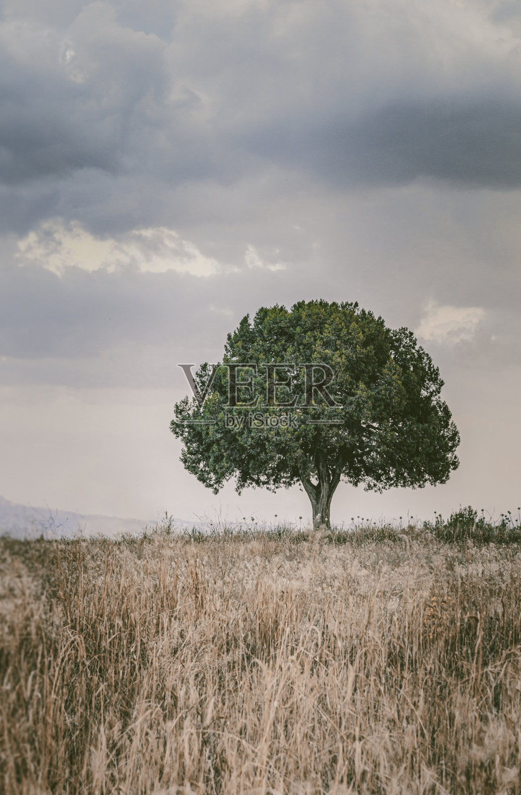 麦田里寂寞的树照片摄影图片