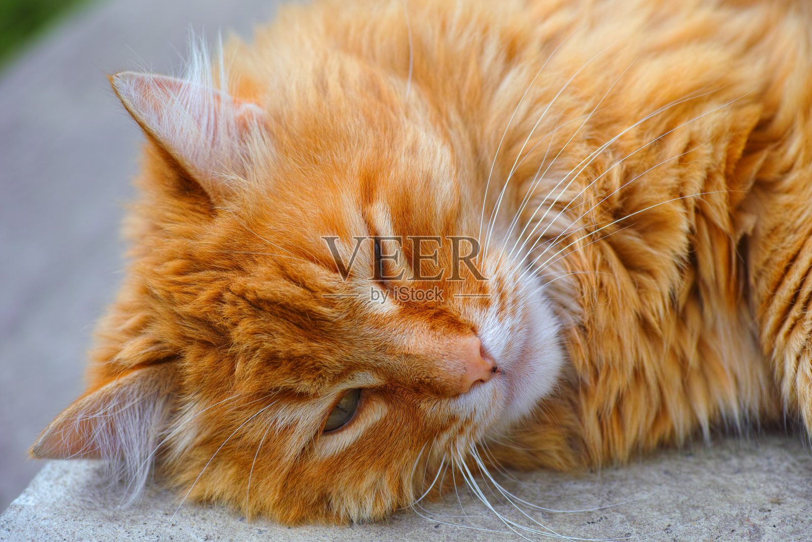 小姜猫在户外睡觉的肖像。照片摄影图片