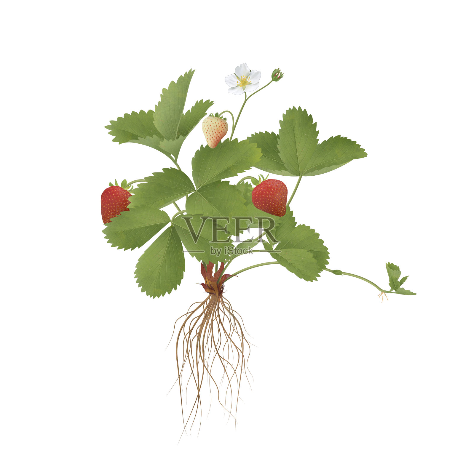 草莓插画图片素材