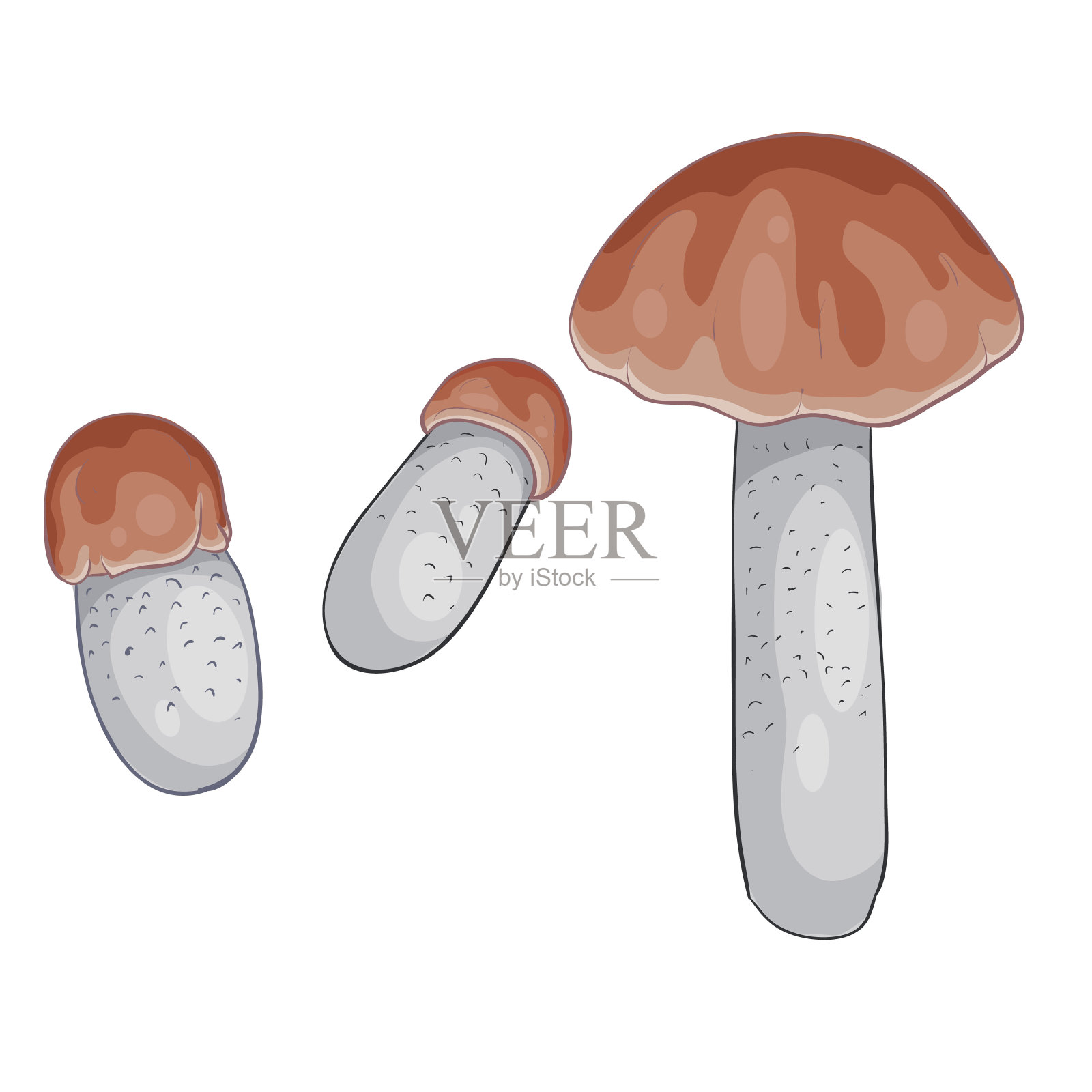 一套牛肝菌牛肝菌与棕色帽子，孤立的对象在白色背景，矢量插图，插画图片素材